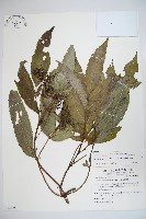 藏品(冇骨消)的圖片