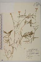 藏品(玉山石竹)的圖片