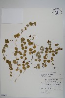 藏品(普刺特草)的圖片