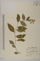 藏品(山白蘭)的圖片