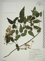 藏品(梨山小蓑衣藤)的圖片