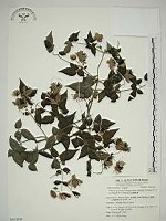 藏品(巴氏鐵線蓮)的圖片