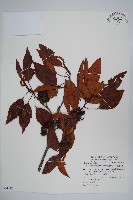 藏品(臺灣赤楊、臺灣榿木)的圖片