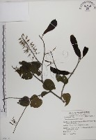 藏品(菊花木)的圖片