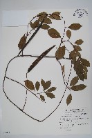 藏品(酸藤)的圖片