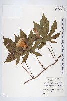 藏品(姬旋花、木玫瑰)的圖片