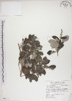 藏品(海埔姜)的圖片