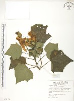 藏品(山芙蓉、臺灣山芙蓉、狗頭芙蓉)的圖片