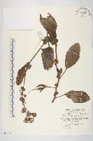 藏品(蘭嶼木耳菜)的圖片