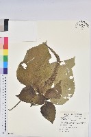 藏品(紅頭鐵莧、蘭嶼鐵莧)的圖片