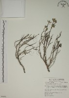 藏品(水芫花)的圖片