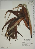 藏品(露兜樹、林投)的圖片