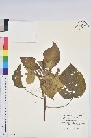藏品(紅頭鐵莧、蘭嶼鐵莧)的圖片