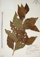 藏品(朝鮮紫珠、蘭嶼女兒茶)的圖片