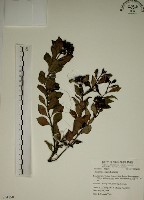 藏品(拎壁龍)的圖片