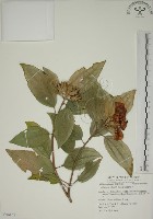 藏品(基尖葉野牡丹、蘭嶼野牡丹)的圖片