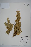 藏品(琉球黃楊)的圖片