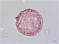 藏品(琉球黃楊)的圖片