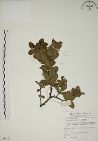 藏品(南嶺蕘花)的圖片