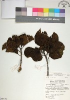 藏品(臭娘子)的圖片