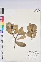 藏品(蘭嶼土沉香)的圖片