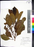 藏品(紅頭李欖, 蘭嶼李欖)的圖片