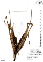 藏品(山露兜、山林投、林投舅)的圖片