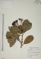 藏品(密脈赤楠)的圖片