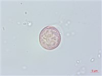 藏品(糯米團)的圖片