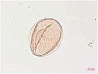 藏品(曼陀羅)的圖片