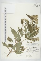 藏品(台灣澤蘭)的圖片