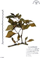 藏品(龍珠)的圖片