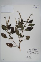 藏品(狗尾草)的圖片