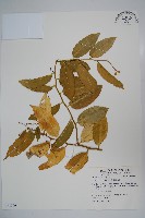 藏品(蘭嶼山柑)的圖片