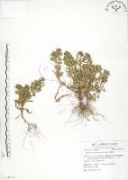 藏品(茅毛珍珠菜)的圖片