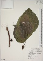 藏品(蘭嶼落葉榕)的圖片