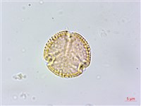 藏品(白飯樹)的圖片