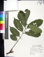 藏品(蘭嶼椌木)的圖片