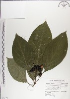 藏品(青脆枝)的圖片