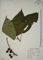 藏品(幹花榕)的圖片