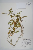 藏品(爵床)的圖片