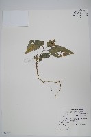 藏品(直立半插花)的圖片