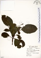 藏品(三葉山香圓)的圖片