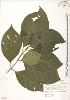 藏品(錫蘭玉心花)的圖片