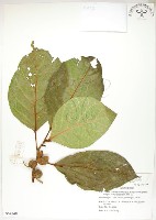 藏品(大冇榕、稜果榕)的圖片