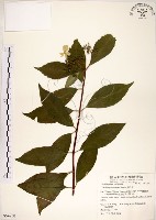 藏品(華八仙)的圖片