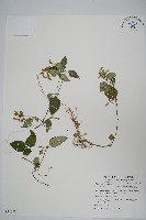 藏品(卵葉鱗球花)的圖片