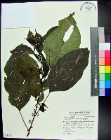 藏品(三脈紫麻)的圖片