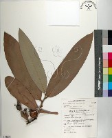 藏品(毛柿)的圖片