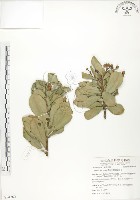 藏品(蘭嶼樹杞、蘭嶼紫金牛)的圖片